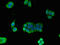 Glucose-6-Phosphate Isomerase antibody, A53853-100, Epigentek, Immunofluorescence image 