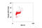 Nucleophosmin 1 antibody, 3517S, Cell Signaling Technology, Flow Cytometry image 