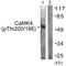 Calcium/Calmodulin Dependent Protein Kinase IV antibody, LS-C198721, Lifespan Biosciences, Western Blot image 