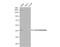 Ferrochelatase antibody, NBP1-31765, Novus Biologicals, Western Blot image 