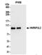 Heterogeneous Nuclear Ribonucleoprotein U Like 2 antibody, NBP2-37687, Novus Biologicals, Immunoprecipitation image 
