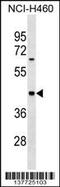 Myosin Binding Protein H antibody, 59-392, ProSci, Western Blot image 