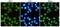SWI/SNF Related, Matrix Associated, Actin Dependent Regulator Of Chromatin, Subfamily A, Member 4 antibody, GTX66842, GeneTex, Immunocytochemistry image 