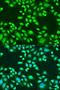 Paired Box 8 antibody, LS-C331202, Lifespan Biosciences, Immunofluorescence image 