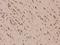 Proline Rich Coiled-Coil 2B antibody, 204649-T08, Sino Biological, Immunohistochemistry frozen image 
