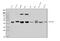 Potassium Voltage-Gated Channel Subfamily J Member 8 antibody, A04950-1, Boster Biological Technology, Western Blot image 