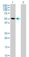 Myeloid Cell Nuclear Differentiation Antigen antibody, H00004332-B01P, Novus Biologicals, Western Blot image 