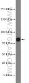 Testis Specific 10 antibody, 12593-1-AP, Proteintech Group, Western Blot image 