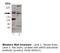 Nitric Oxide Synthase 3 antibody, LS-B3674, Lifespan Biosciences, Western Blot image 