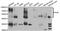 NECL-5 antibody, LS-B12331, Lifespan Biosciences, Western Blot image 