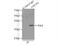 Zinc Finger Protein 391 antibody, 24805-1-AP, Proteintech Group, Immunoprecipitation image 