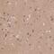Adaptor Related Protein Complex 2 Subunit Beta 1 antibody, NBP2-68864, Novus Biologicals, Immunohistochemistry paraffin image 