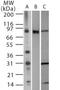 Toll Like Receptor 2 antibody, PA5-23114, Invitrogen Antibodies, Western Blot image 