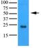 Lymphotoxin Alpha antibody, ab100844, Abcam, Western Blot image 