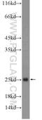 Histone H3 antibody, 20532-1-AP, Proteintech Group, Western Blot image 