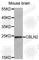 Cerebellin 2 Precursor antibody, A3706, ABclonal Technology, Western Blot image 