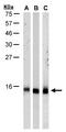 Replication Protein A3 antibody, LS-C185337, Lifespan Biosciences, Western Blot image 