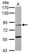 Calpain 1 antibody, GTX102350, GeneTex, Western Blot image 