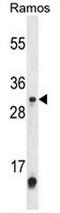 Methyltransferase Like 1 antibody, AP52672PU-N, Origene, Western Blot image 