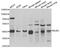 BUB3 Mitotic Checkpoint Protein antibody, abx005015, Abbexa, Western Blot image 