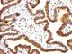 Small Ubiquitin Like Modifier 1 antibody, V2919IHC-7ML, NSJ Bioreagents, Immunohistochemistry frozen image 