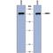 LIM Domains Containing 1 antibody, MAB8494, R&D Systems, Western Blot image 