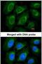 Cellular Communication Network Factor 3 antibody, PA5-27893, Invitrogen Antibodies, Immunofluorescence image 