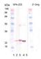 Crystallin Alpha B antibody, orb89072, Biorbyt, Western Blot image 