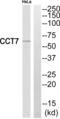 Chaperonin Containing TCP1 Subunit 7 antibody, abx014941, Abbexa, Western Blot image 