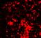 E3 ubiquitin-protein ligase RNF8 antibody, 5763, ProSci Inc, Immunofluorescence image 