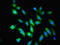 Obg Like ATPase 1 antibody, LS-C318456, Lifespan Biosciences, Immunofluorescence image 