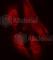 SHC Adaptor Protein 1 antibody, AP0266, ABclonal Technology, Immunofluorescence image 