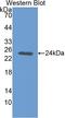NOG antibody, LS-C298140, Lifespan Biosciences, Western Blot image 