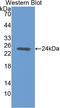 Noggin antibody, LS-C298140, Lifespan Biosciences, Western Blot image 