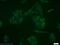 Melanoma-associated antigen 11 antibody, 15474-1-AP, Proteintech Group, Immunofluorescence image 