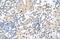 Forkhead Box O3 antibody, orb75444, Biorbyt, Immunohistochemistry paraffin image 