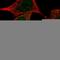 NAD(P)HX Epimerase antibody, HPA048164, Atlas Antibodies, Immunofluorescence image 