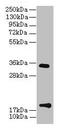 Transmembrane Protein 91 antibody, LS-C394873, Lifespan Biosciences, Western Blot image 