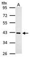 Protein Arginine Methyltransferase 1 antibody, GTX128211, GeneTex, Western Blot image 