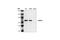 Docking Protein 1 antibody, 3912S, Cell Signaling Technology, Western Blot image 