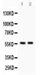 Autophagy Related 13 antibody, PB9480, Boster Biological Technology, Western Blot image 