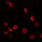 CASK Interacting Protein 2 antibody, PA5-72753, Invitrogen Antibodies, Immunofluorescence image 