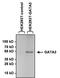 GATA Binding Protein 3 antibody, MA1-028, Invitrogen Antibodies, Western Blot image 