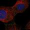 Aminopeptidase O (Putative) antibody, HPA072729, Atlas Antibodies, Immunofluorescence image 