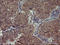 Proopiomelanocortin antibody, LS-C788243, Lifespan Biosciences, Immunohistochemistry frozen image 