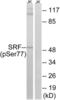 Serum Response Factor antibody, abx012586, Abbexa, Western Blot image 