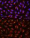 C-Reactive Protein antibody, GTX32481, GeneTex, Immunofluorescence image 