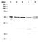 RAD52 Homolog, DNA Repair Protein antibody, GTX00884, GeneTex, Western Blot image 