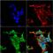 Potassium Voltage-Gated Channel Subfamily C Member 2 antibody, NBP2-59328, Novus Biologicals, Immunocytochemistry image 