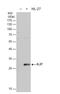 Interleukin 27 antibody, NBP2-16951, Novus Biologicals, Western Blot image 